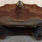 Tolomatic H210 Series Single Acting Ductile Iron Caliper Disc Brake 07860300
